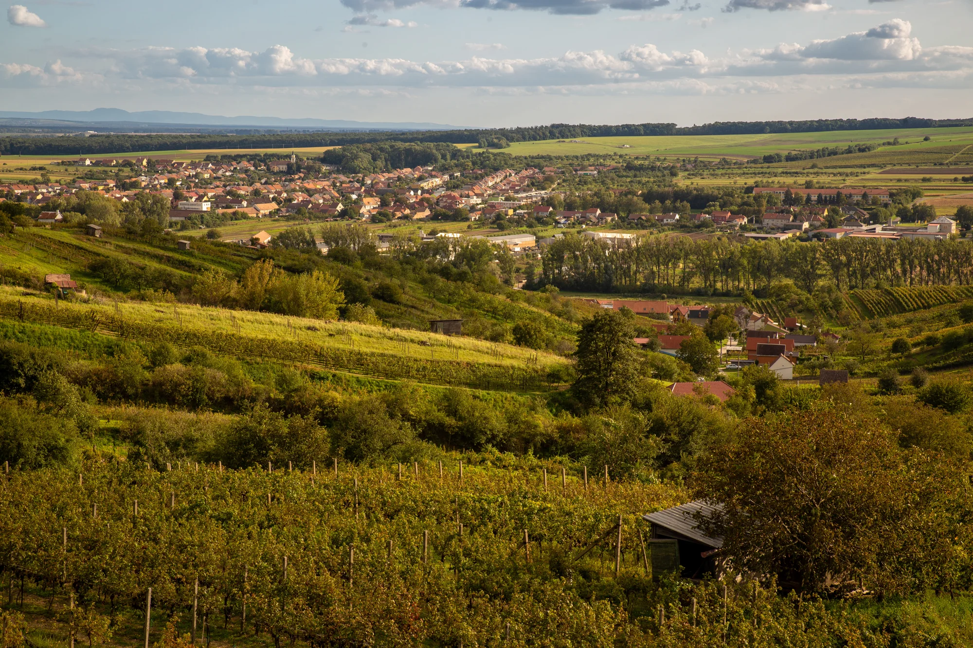 Vinohrady a zelené svahy nad Mutěnicemi